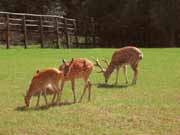     Animal Planet. Belarus